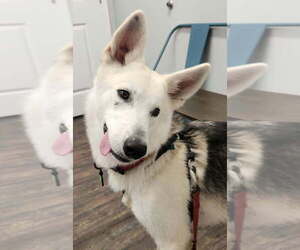 Siberian Husky-Unknown Mix Dogs for adoption in St. Augustine, FL, USA