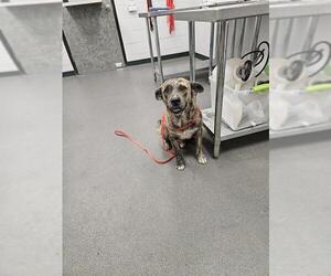 Holland Shepherd-Unknown Mix Dogs for adoption in Corpus Christi, TX, USA