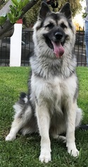 Alaskan Husky-German Shepherd Dog Mix Dogs for adoption in Bell Gardens, CA, USA