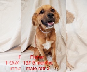 Medium Photo #1 Retriever -Unknown Mix Puppy For Sale in pomfret, CT, USA