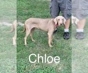 Weimaraner Dogs for adoption in Seahurst, WA, USA