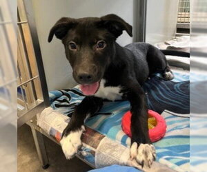 Labrador Retriever-Unknown Mix Dogs for adoption in Canton, CT, USA