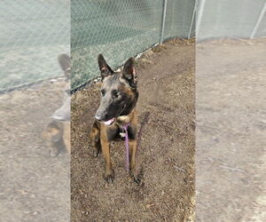 German Shepherd Dog-Unknown Mix Dogs for adoption in Imlay City, MI, USA