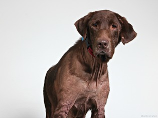 Labrador Retriever Dogs for adoption in Eden Prairie, MN, USA