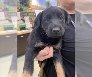 German Shepherd Dog-Unknown Mix Dogs for adoption in Upland, CA, USA