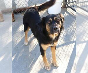 Mutt Dogs for adoption in Thief River Falls, MN, USA