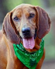 Medium Photo #1 Redbone Coonhound-Unknown Mix Puppy For Sale in Washington, DC, USA