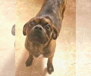 Pug-Unknown Mix Dogs for adoption in Alexander, AR, USA