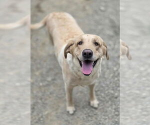 Mutt Dogs for adoption in Woodsfield, OH, USA