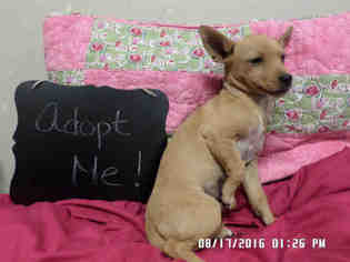Medium Photo #1 Chihuahua Puppy For Sale in Modesto, CA, USA