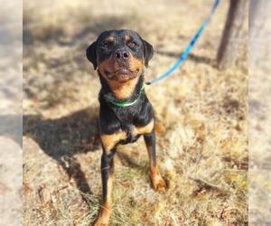 Rottweiler Dogs for adoption in Yreka, CA, USA