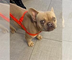 French Bulldog Dogs for adoption in Rancho Cucamonga, CA, USA