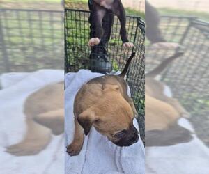 Mutt Dogs for adoption in San Antonio, TX, USA