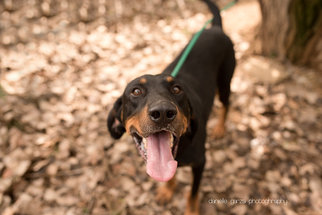 Black and Tan Coonhound Dogs for adoption in Valley Falls, KS, USA