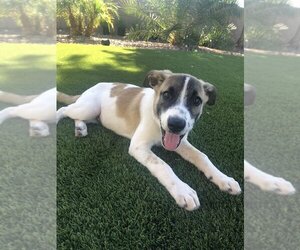 Mutt Dogs for adoption in Cave Creek, AZ, USA
