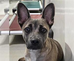 Cardigan Welsh Corgi-Unknown Mix Dogs for adoption in Bakersfield, CA, USA