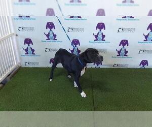 American Pit Bull Terrier Dogs for adoption in Orlando, FL, USA