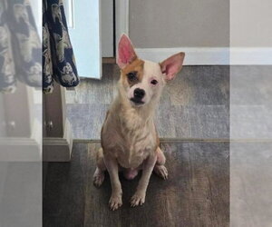 Chihuahua-Unknown Mix Dogs for adoption in Aurora, CO, USA