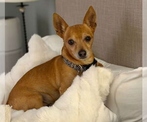 Chihuahua-Unknown Mix Dogs for adoption in Aurora, CO, USA