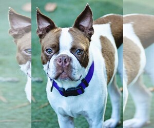 Boston Terrier-Unknown Mix Dogs for adoption in Chester, CT, USA
