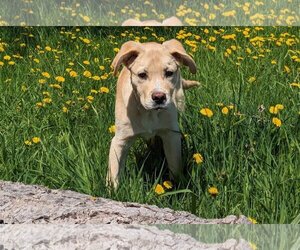 Mutt Dogs for adoption in Duluth, MN, USA