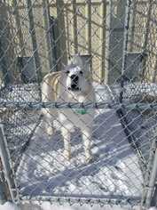 Great Pyrenees Dogs for adoption in Rock Springs, WY, USA