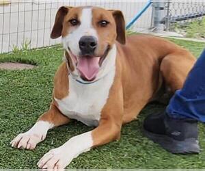 Doberman Pinscher-Unknown Mix Dogs for adoption in Houston, TX, USA