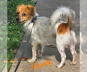 Cavalier King Charles Spaniel-Unknown Mix Dogs for adoption in HOUSTON, TX, USA