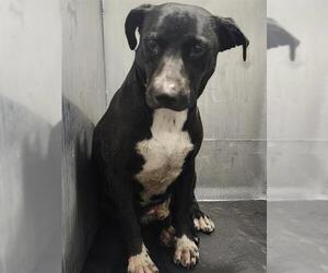 Mutt Dogs for adoption in San Antonio, TX, USA