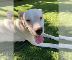 Dogo Argentino Dogs for adoption in Lake Forest, CA, USA