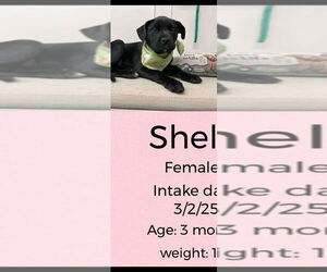 Boxador Dogs for adoption in Aurora, IN, USA