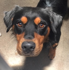 Rottweiler Dogs for adoption in Greenville, TX, USA