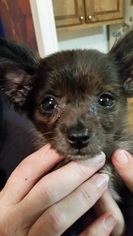 Chiranian Dogs for adoption in McKenna, WA, USA