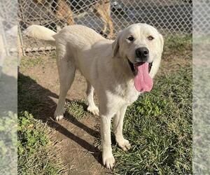 Great Pyrenees Dogs for adoption in Modesto, CA, USA
