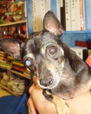 Miniature Pinscher Dogs for adoption in Chicago, IL, USA