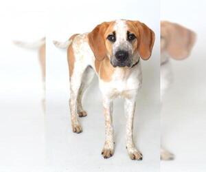Bloodhound Dogs for adoption in Fruit Heights, UT, USA