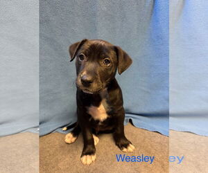 Labrador Retriever-Retriever Mix Dogs for adoption in Duluth, MN, USA