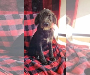 Poodle (Standard)-Unknown Mix Dogs for adoption in SHERBURNE, NY, USA