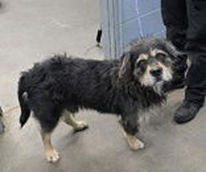Golden Retriever-Old English Sheepdog Mix Dogs for adoption in Evansville, IN, USA