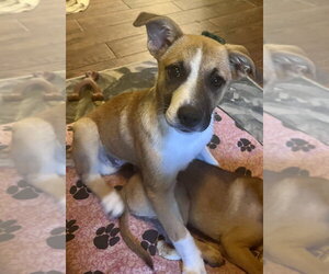 Mountain Cur-Unknown Mix Dogs for adoption in Boston, MA, USA