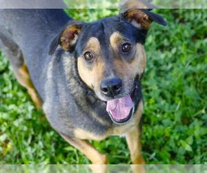 German Shepherd Dog-Unknown Mix Dogs for adoption in Tallahassee, FL, USA