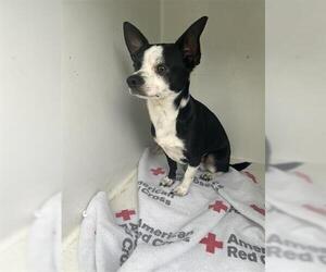 Chihuahua-Unknown Mix Dogs for adoption in Houston, TX, USA