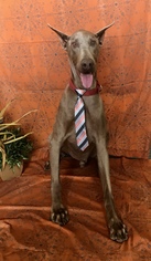 Doberman Pinscher Dogs for adoption in Redding CA, CA, USA