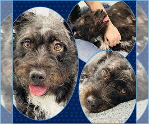Labradoodle Dogs for adoption in Westminster, MD, USA
