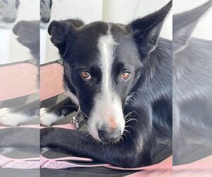 Border Collie Dogs for adoption in Turlock, CA, USA