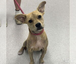 Mutt Dogs for adoption in Washington, DC, USA