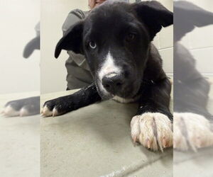 Labsky Dogs for adoption in Lee's Summit, MO, USA