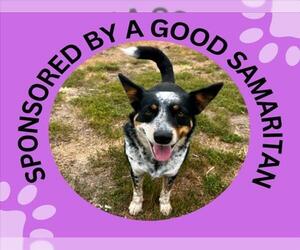 Mutt Dogs for adoption in Santa Cruz, CA, USA