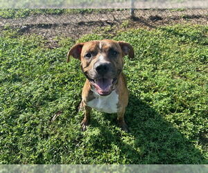 American Pit Bull Terrier Dogs for adoption in Ocala, FL, USA
