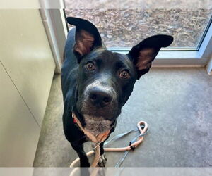 Lab-Pointer Dogs for adoption in Tavares, FL, USA